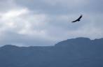 Um condor reina absoluto nos céus sobre a trilha para Choquequirao, no Peru
